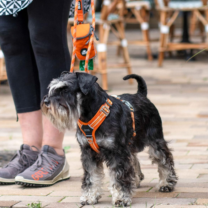 Arnés DOG Copenhagen Comfort Walk Air™ - V3