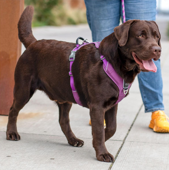 Arnés DOG Copenhagen Comfort Walk Pro™ - V3