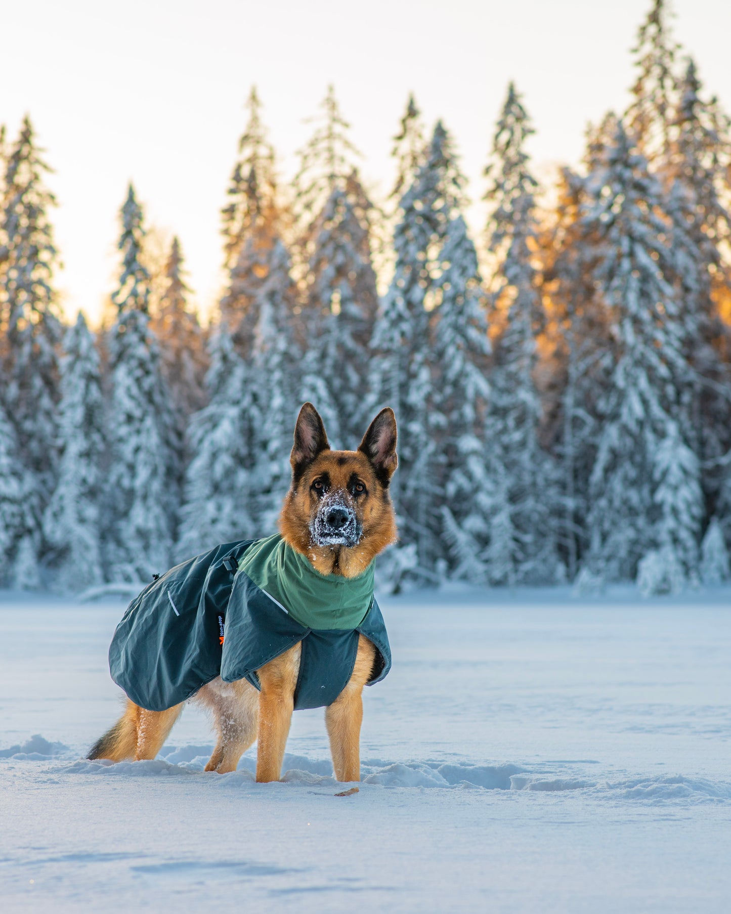 Non-Stop Dogwear Glacier  2.0 Chaqueta- Abrigo para perros.