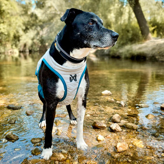 Non-Stop Dogwear - Cooling vest - Chaleco refrescante para perro