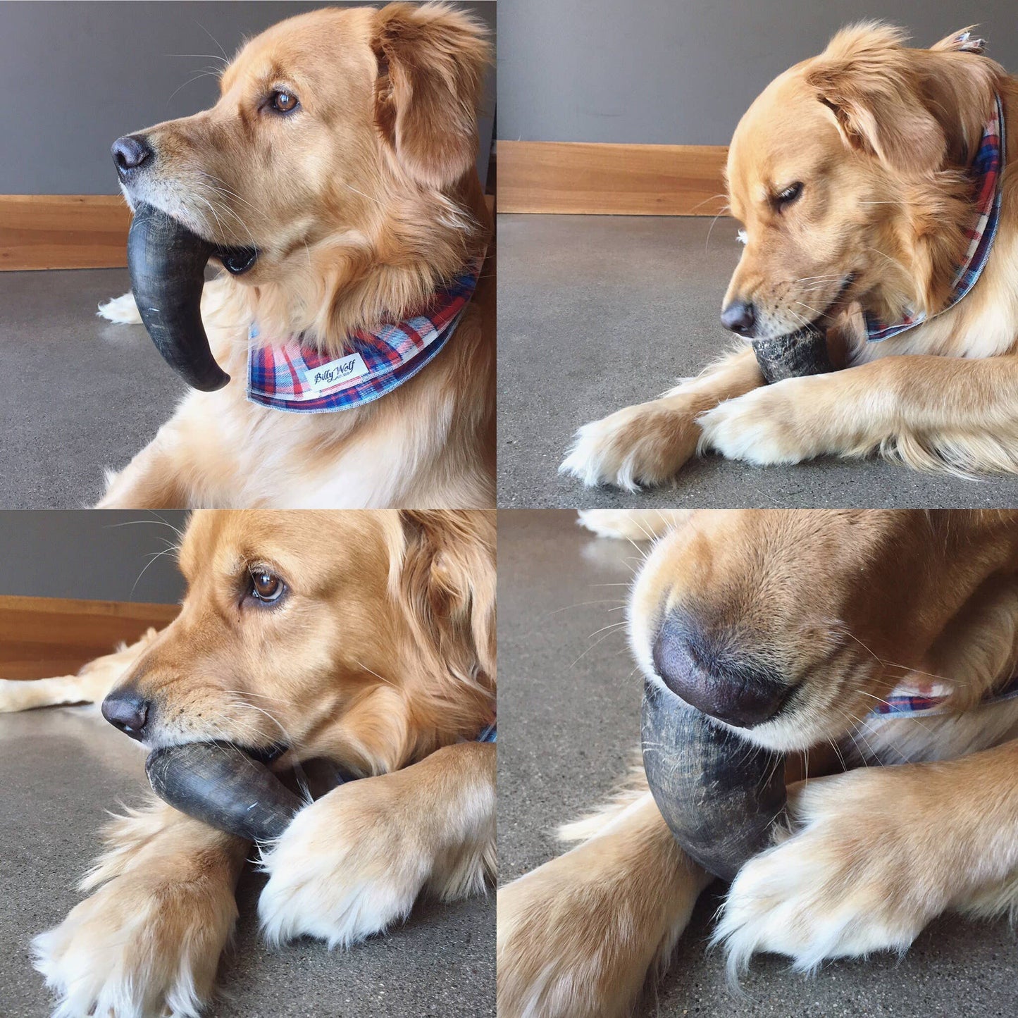 Cuerno de búfalo XL - Cuerno de búfalo para perros.