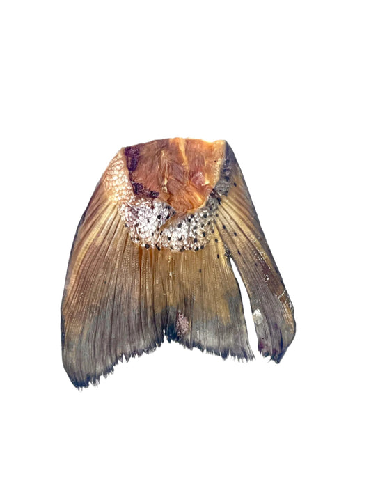 Colas de salmon - Snacks naturales para perros y gatos.