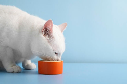 Alimentos peligrosos para tu gato.