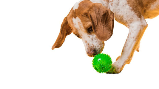 Trucos nivel medio para enseñarle a tu perro.